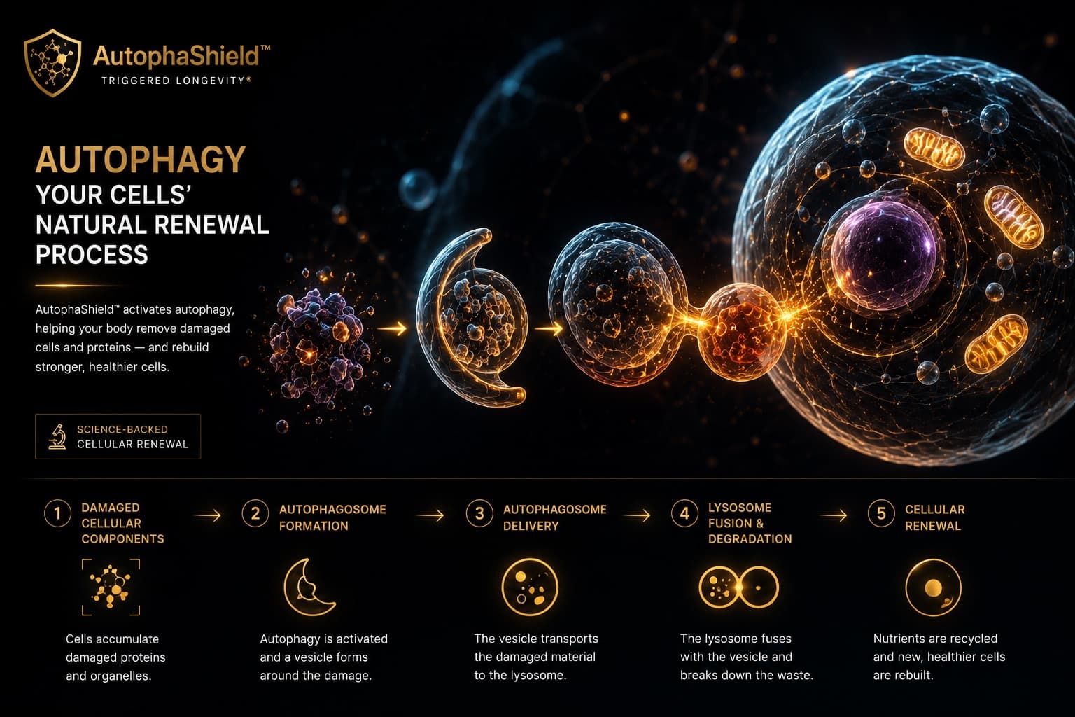Cinematic autophagy process visualization with cellular bodies moving toward renewal