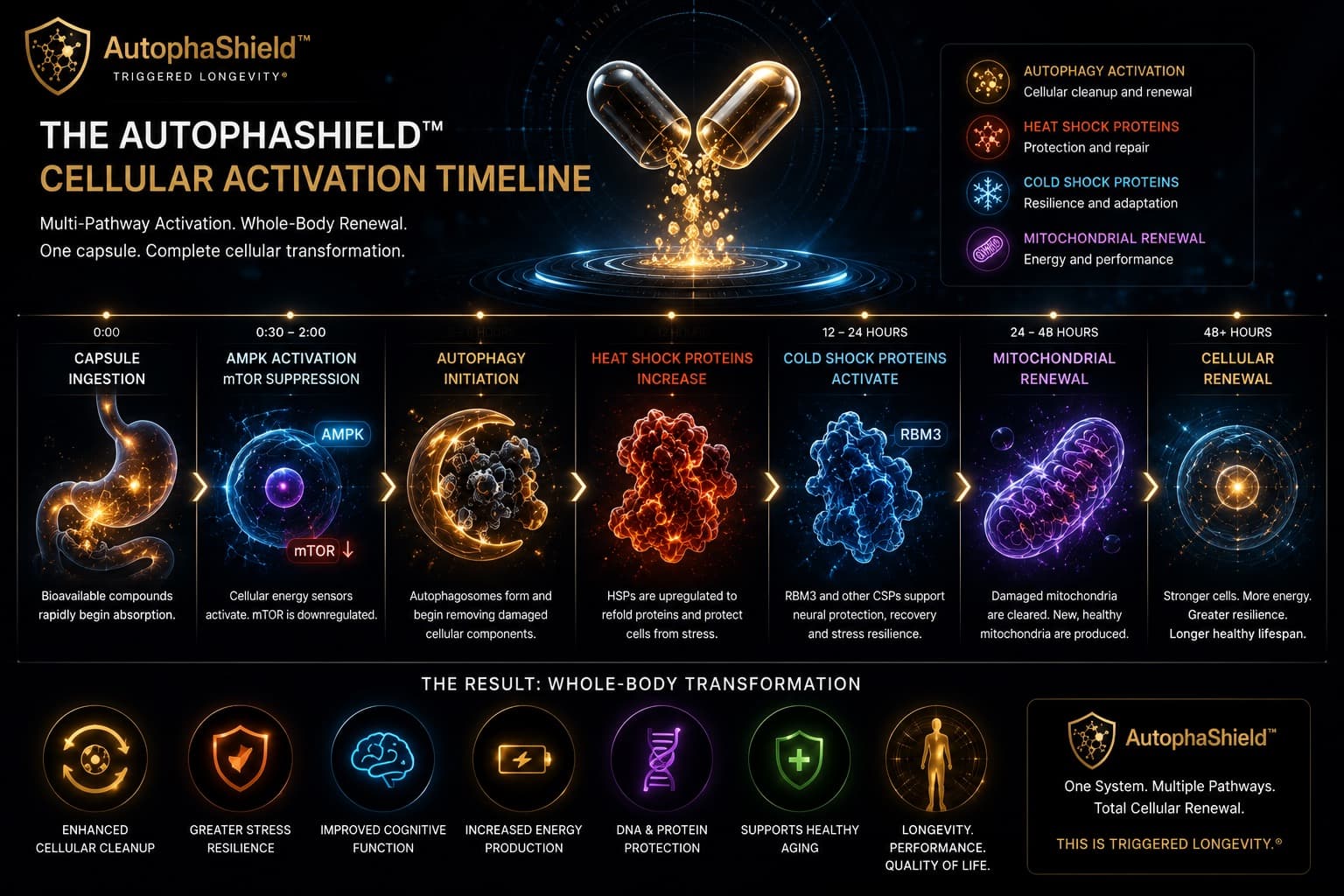 Cellular activation timeline visual with pathway imagery